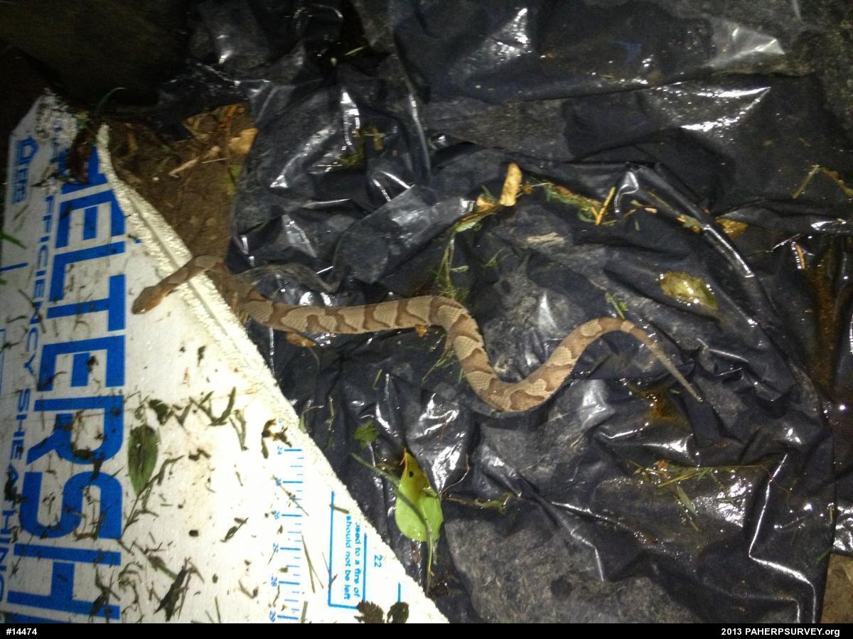 Northern Copperhead