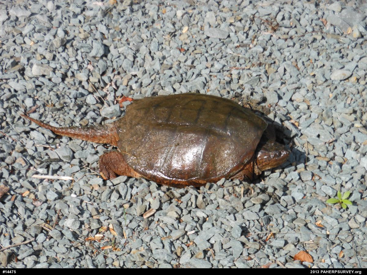 Snapping Turtle