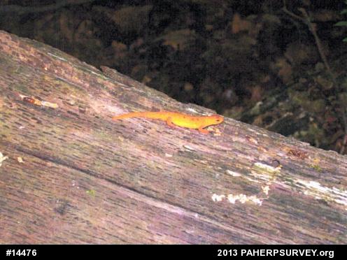 Red-spotted Newt