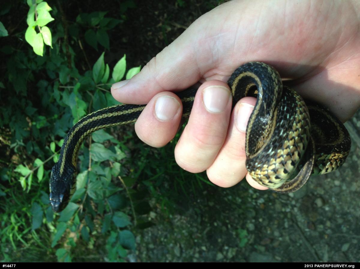 Eastern Gartersnake