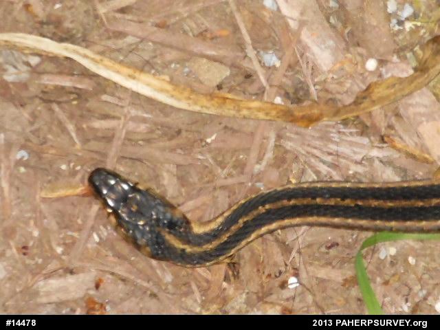 Eastern Gartersnake