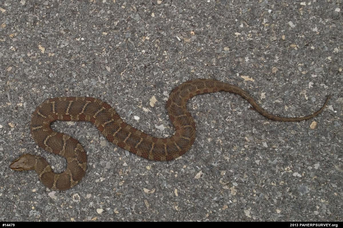 Northern Watersnake