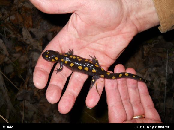 Spotted Salamander