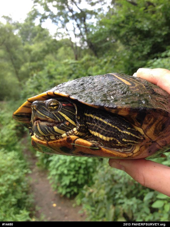 Red-eared Slider