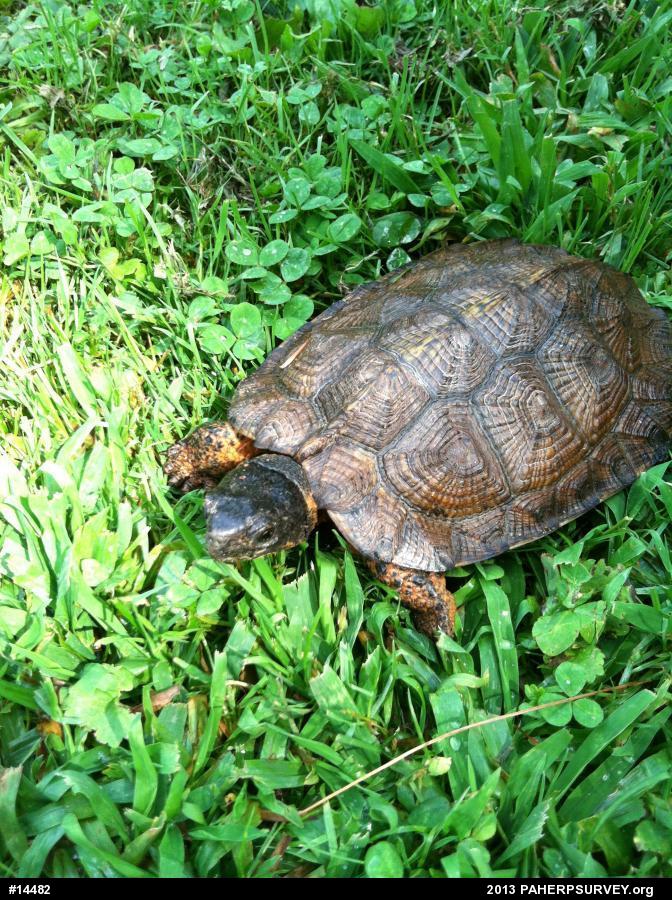 Wood Turtle