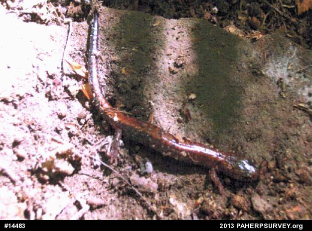 Eastern Red-backed  Salamander