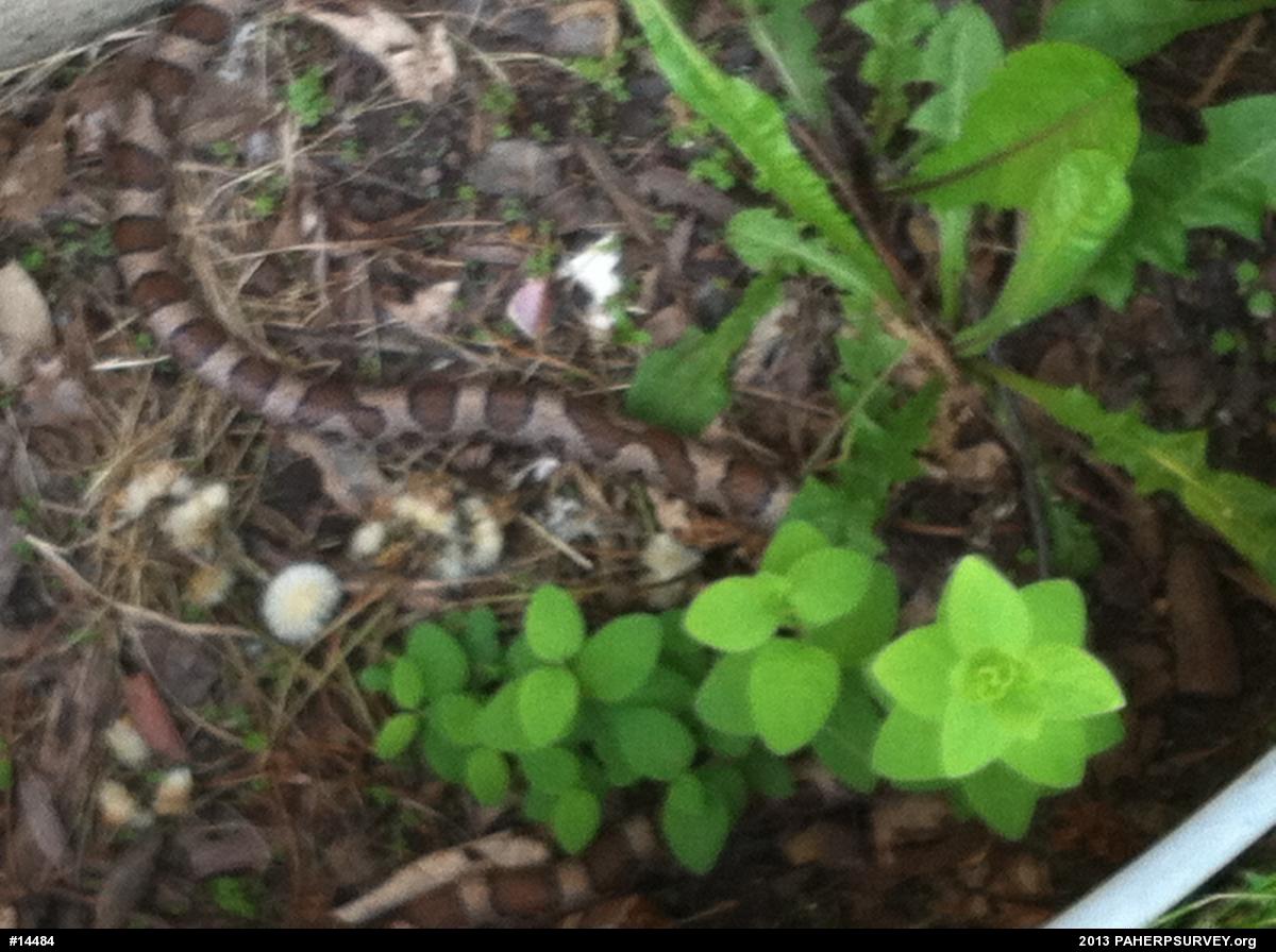 Eastern Milksnake
