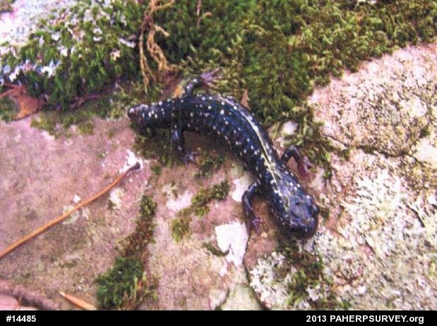 Northern Slimy Salamander