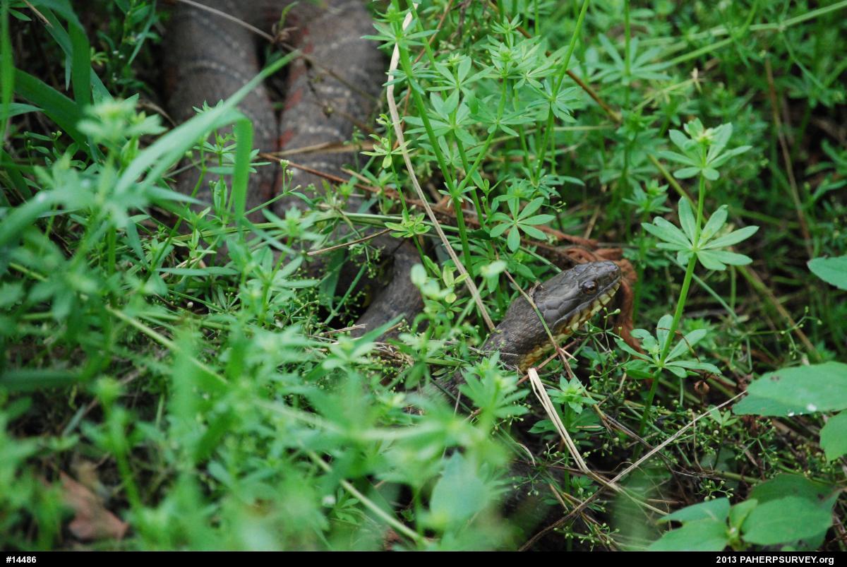 Northern Watersnake