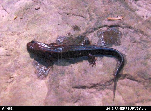 Northern Dusky Salamander