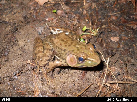 Green Frog