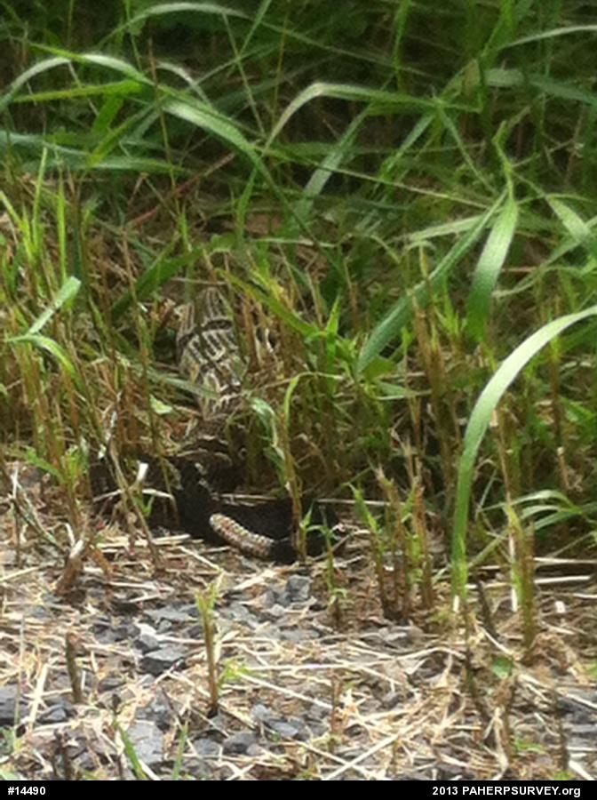 Timber Rattlesnake
