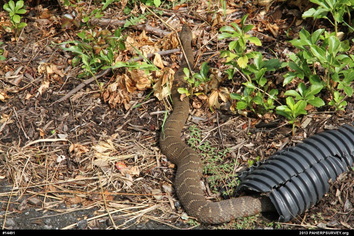 Northern Watersnake