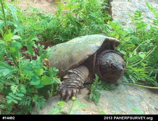 Snapping Turtle