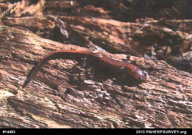 Eastern Red-backed  Salamander