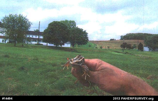 Pickerel Frog