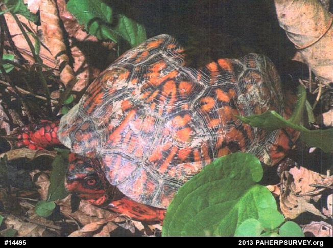 Eastern Box Turtle