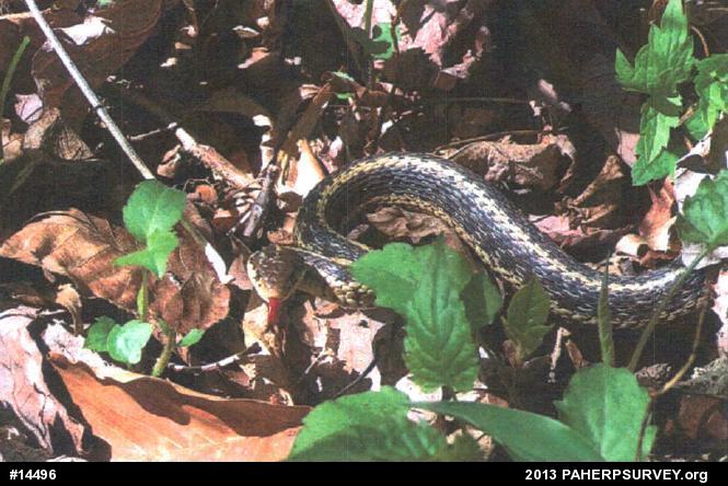 Eastern Gartersnake