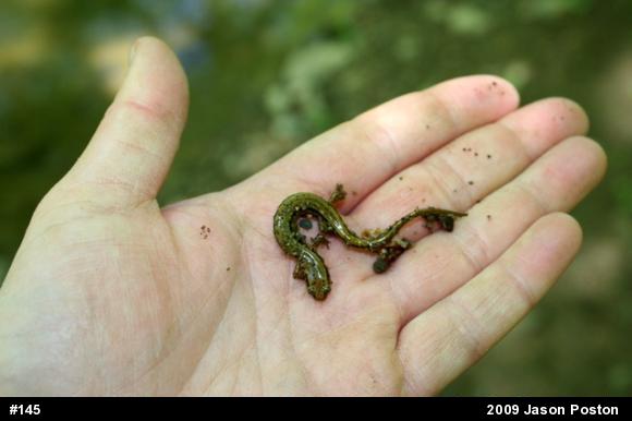Northern Two-lined Salamander