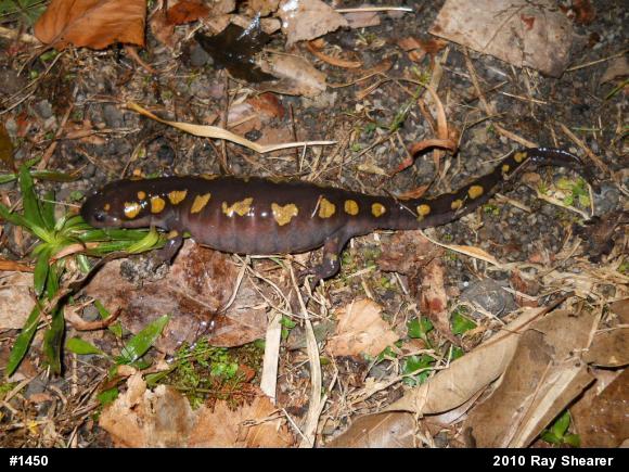 Spotted Salamander