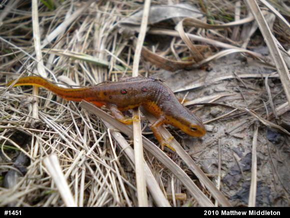 Red-spotted Newt