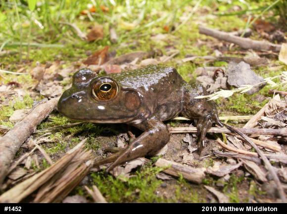American Bullfrog