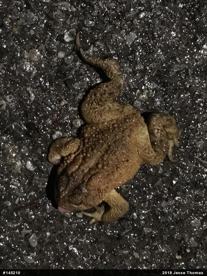 Eastern American Toad