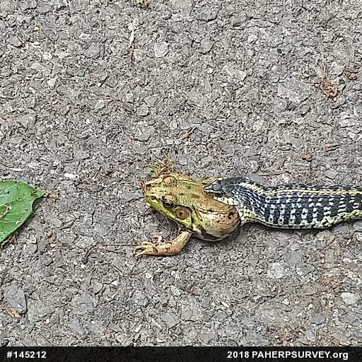 Green Frog