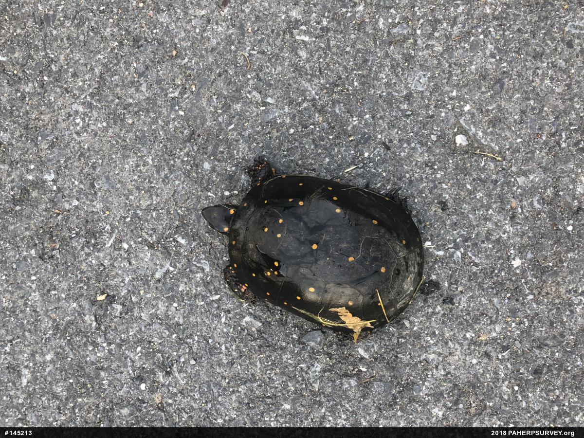 Spotted Turtle