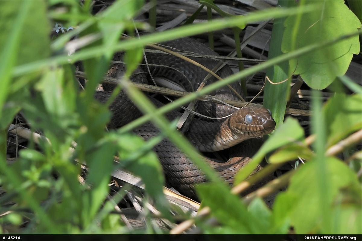 Northern Watersnake