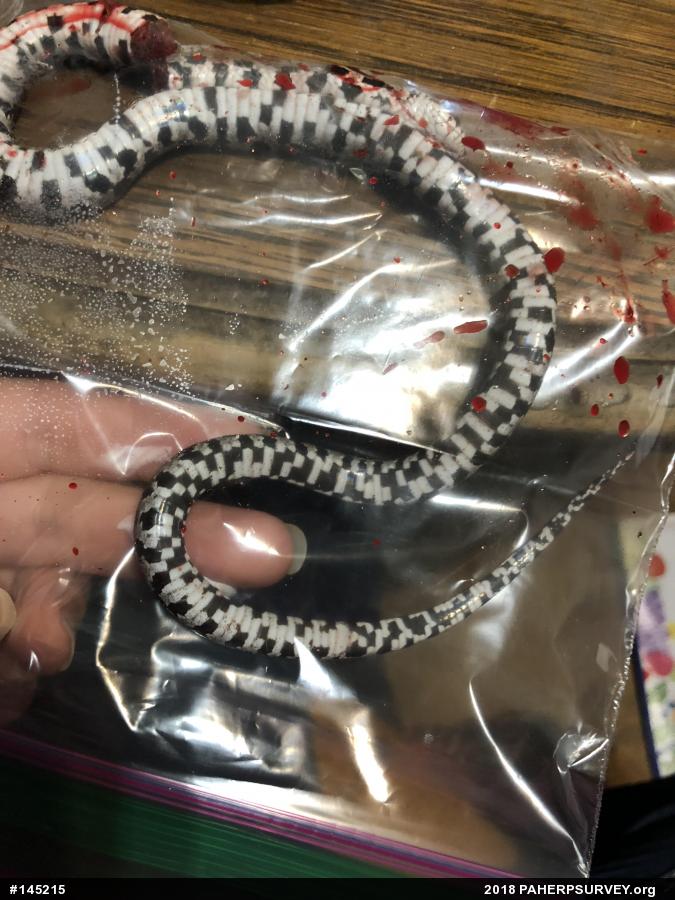 Eastern Milksnake