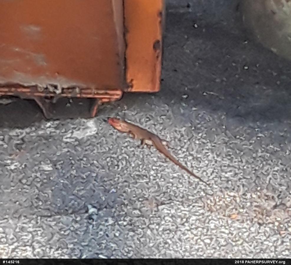 Skinks