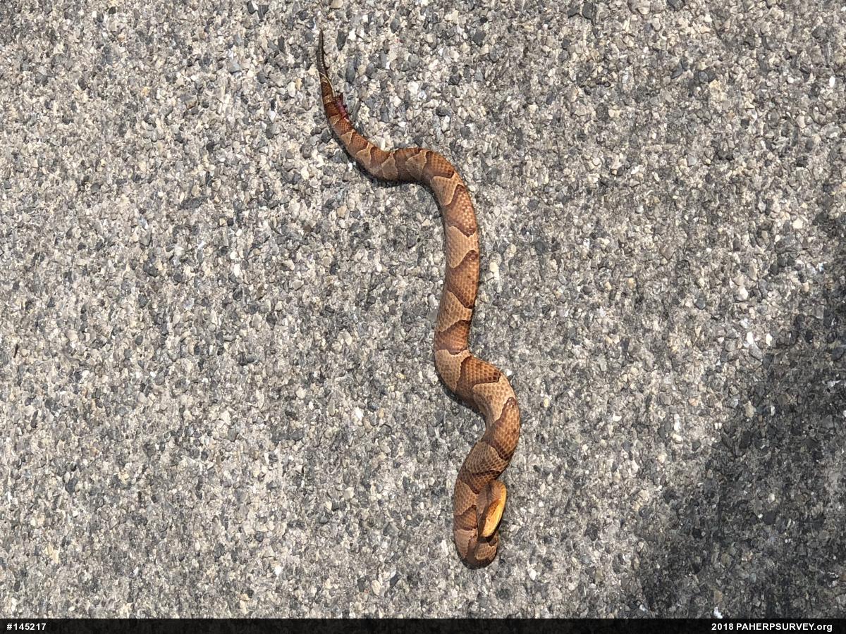 Northern Copperhead
