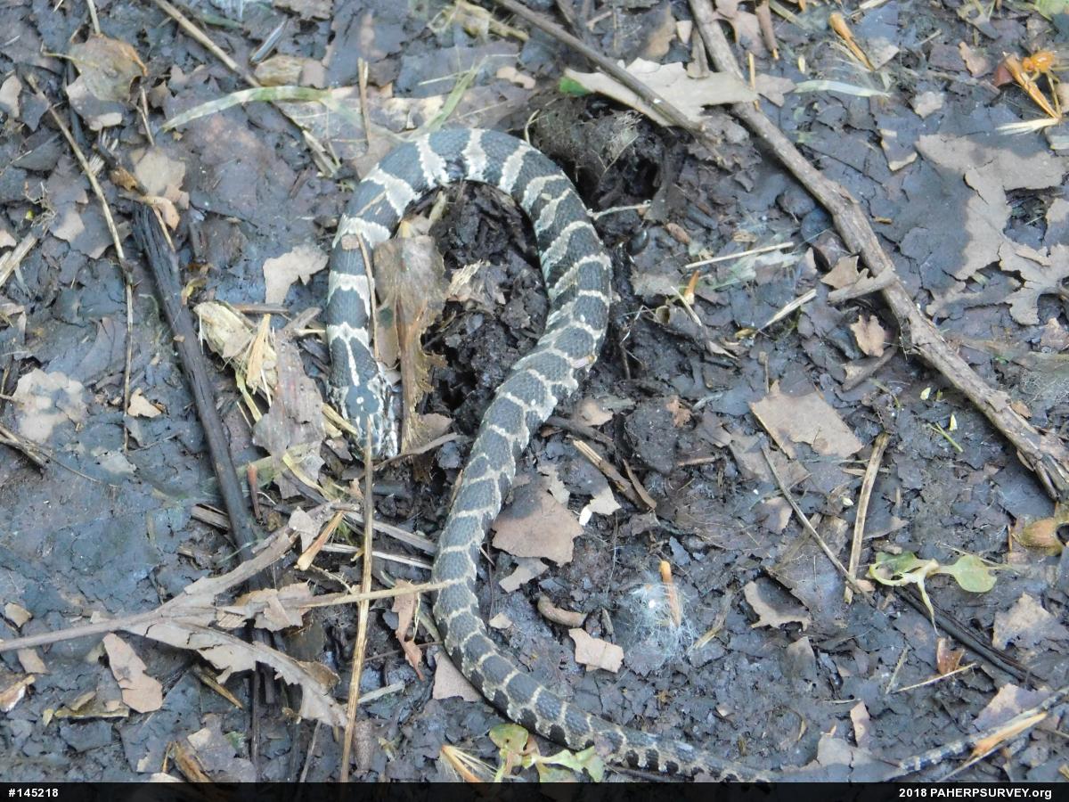 Northern Watersnake