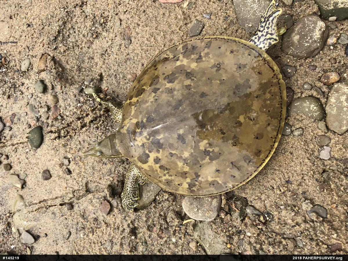 Eastern Spiny Softshell