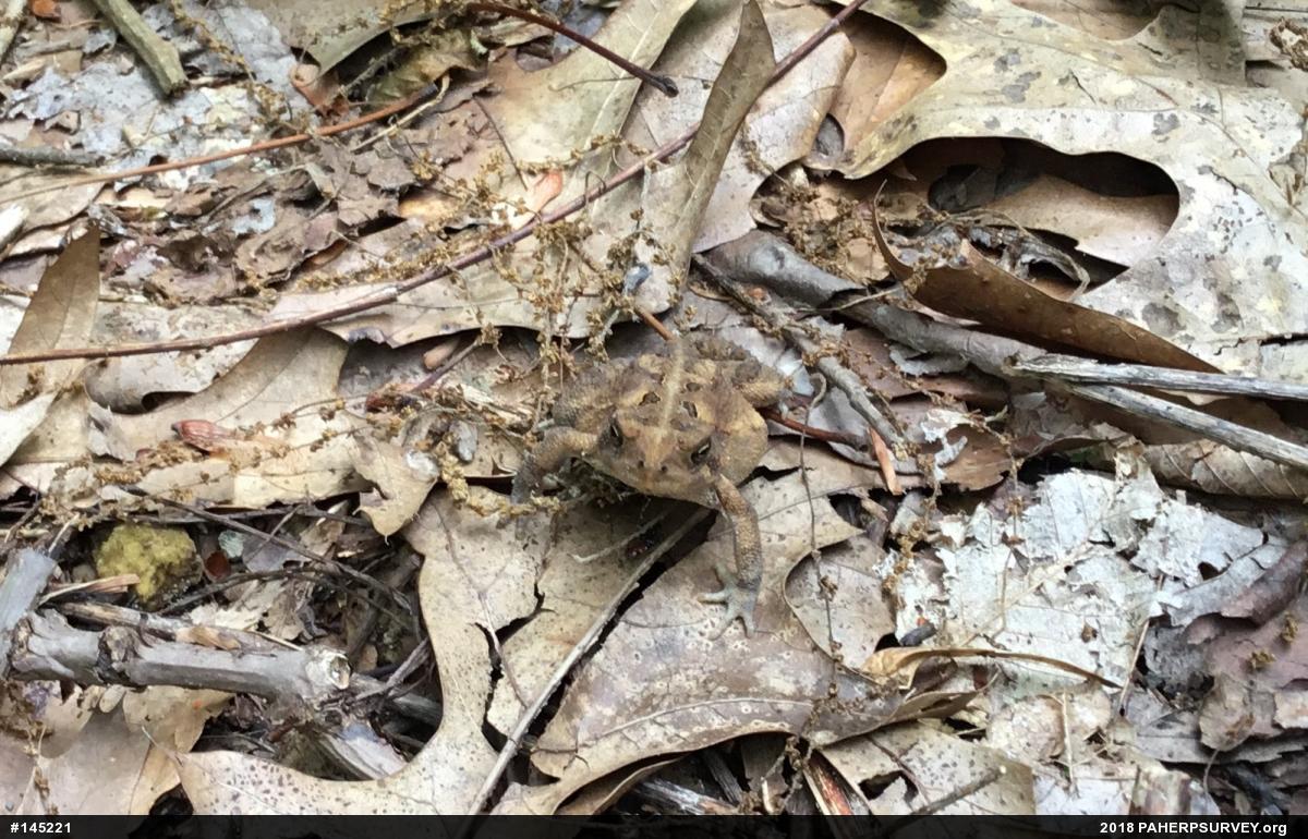 Eastern American Toad