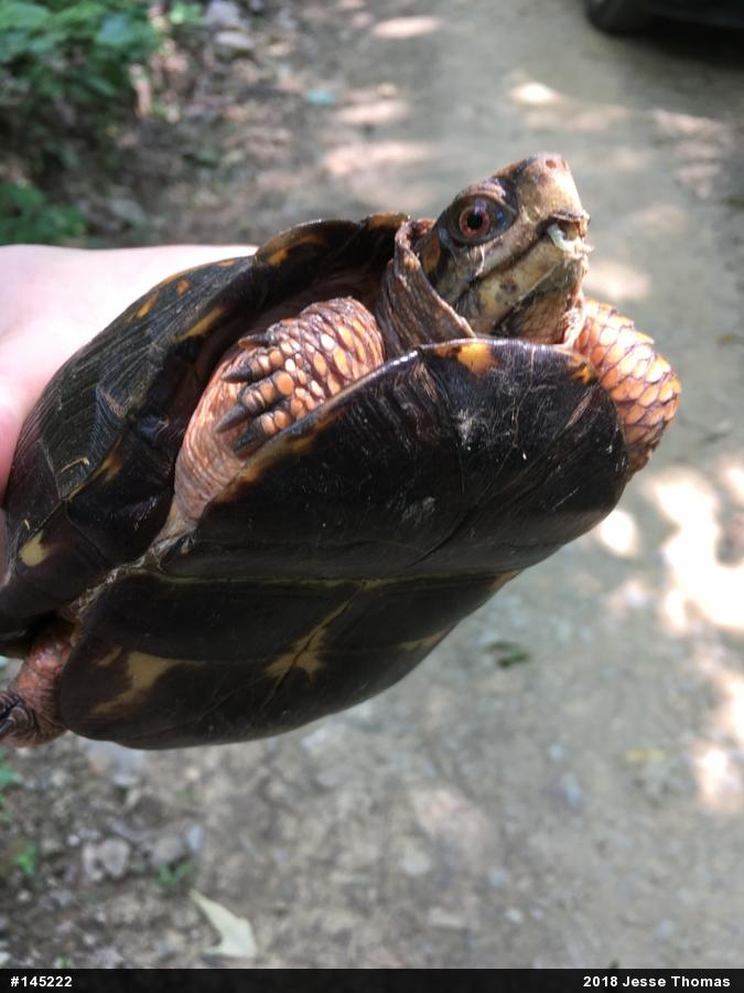 Eastern Box Turtle