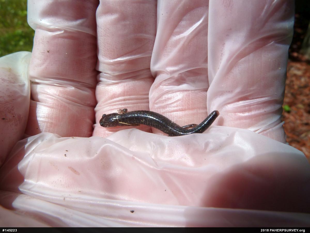Northern Ravine Salamander