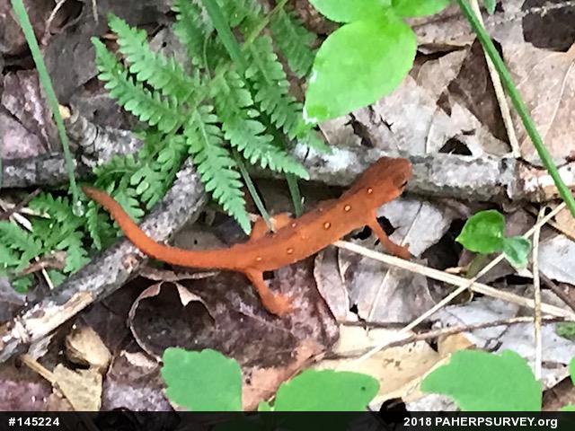 Red-spotted Newt
