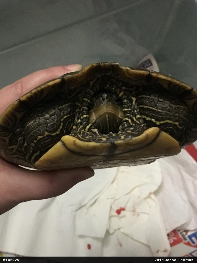 Northern Map Turtle