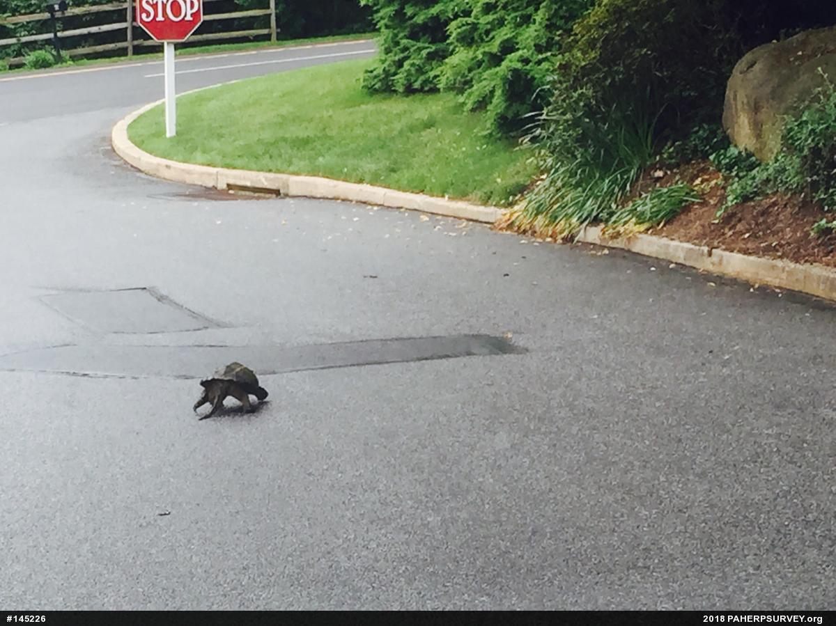 Snapping Turtle