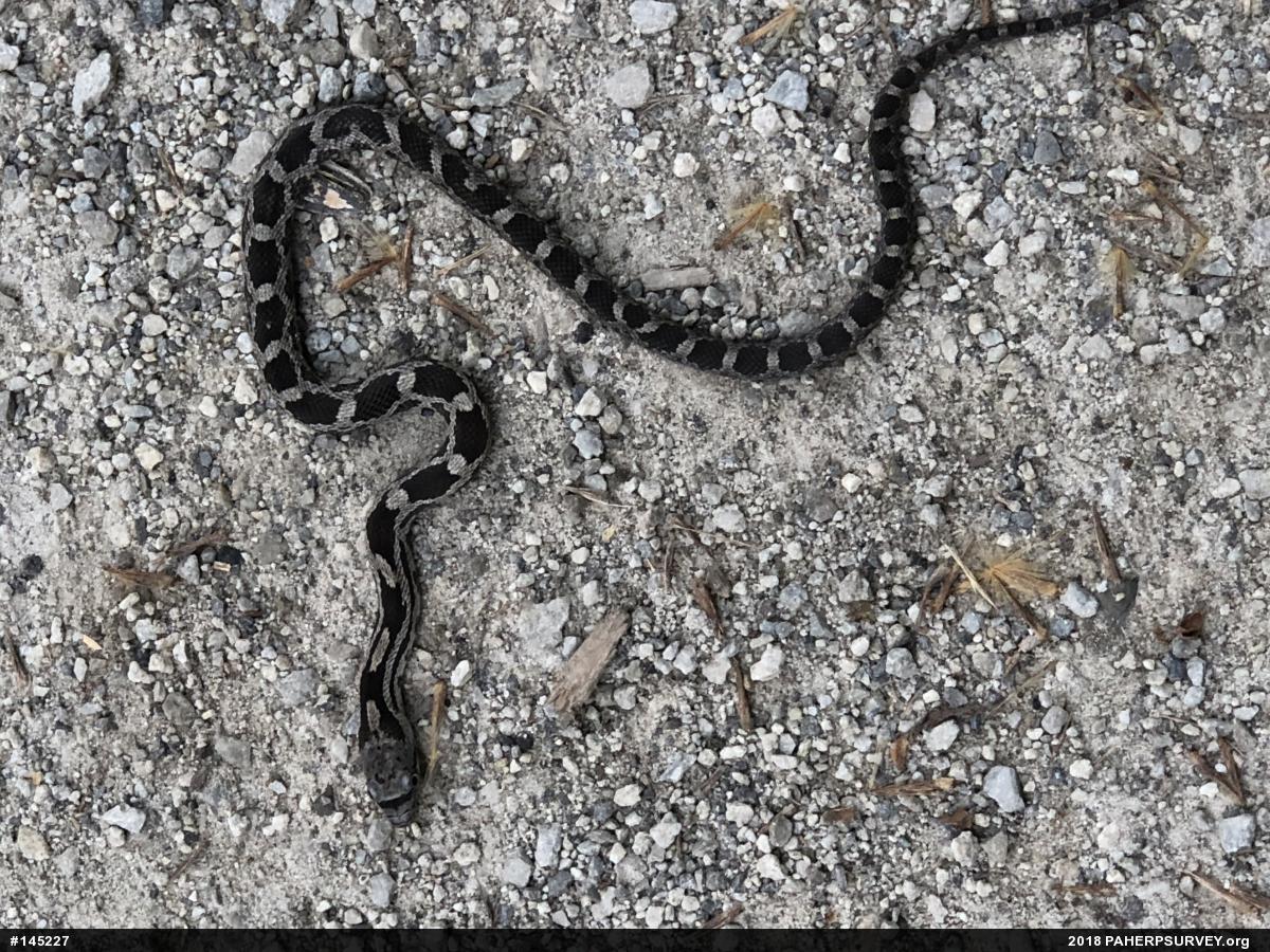 Eastern Ratsnake