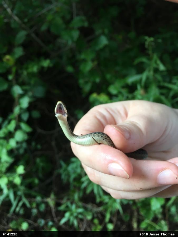 Eastern Gartersnake