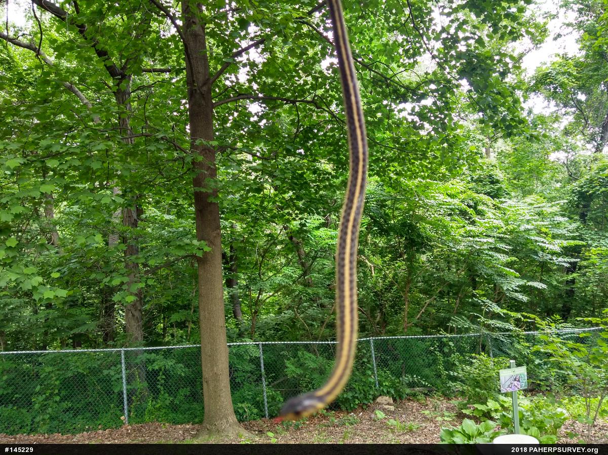 Eastern Gartersnake