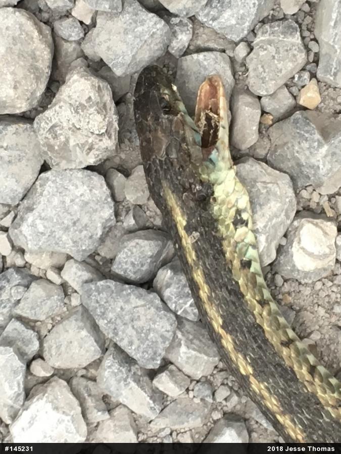 Eastern Gartersnake
