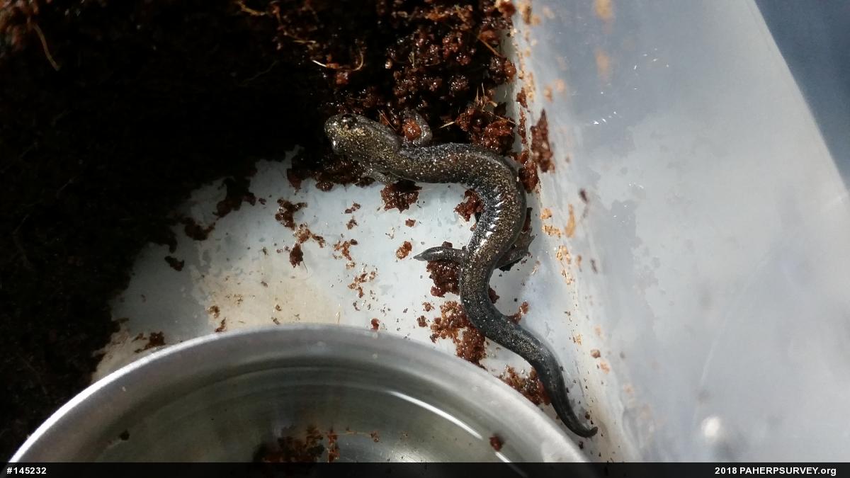 Eastern Red-backed  Salamander