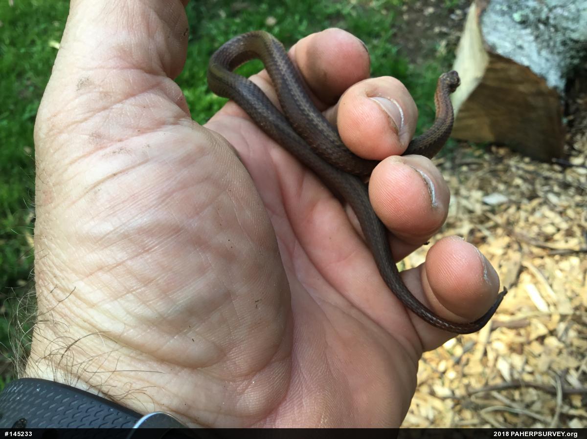 Red-bellied Snake