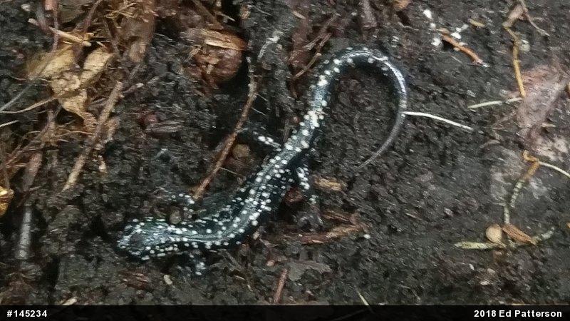 Northern Slimy Salamander