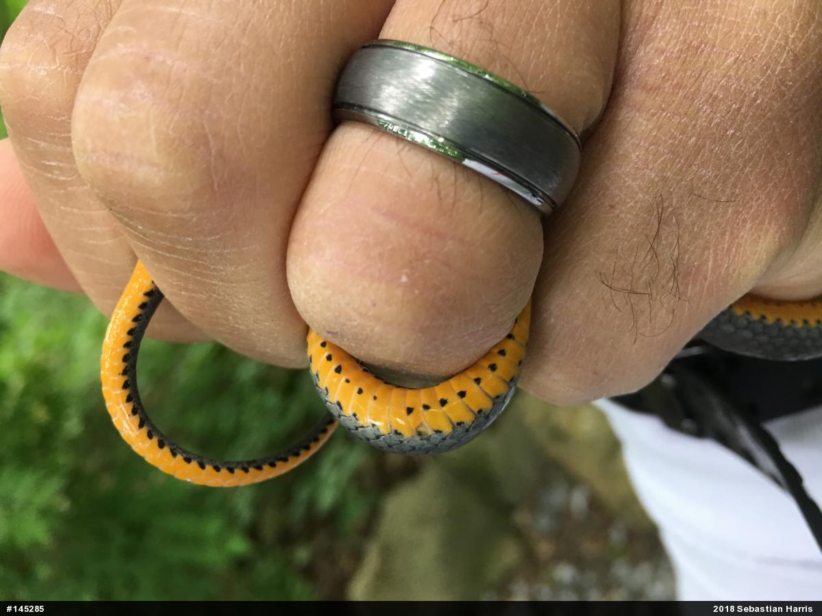Northern Ring-necked Snake