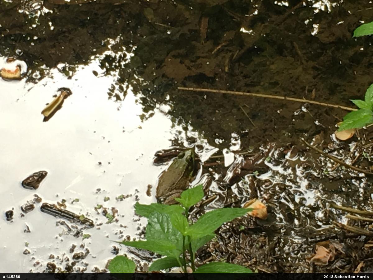 Green Frog
